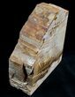 Small Sequoia Petrified Wood Bookends - Oregon #6476-2